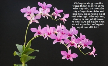 Nghịch cảnh là cơ hội tốt để ta rèn luyện và lớn lên